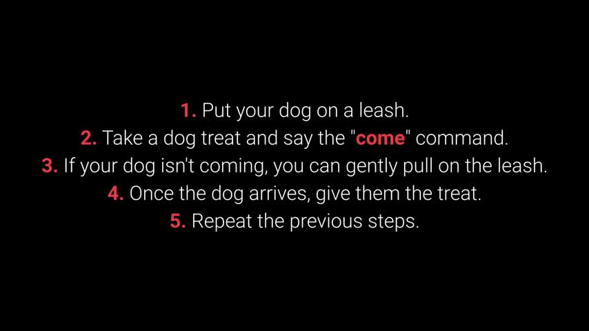 TOP 10 Essential Commands Every Dog Should Know!