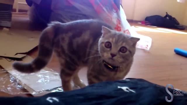 very funny cats prank