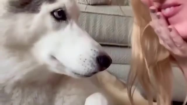 Look the dog reaction