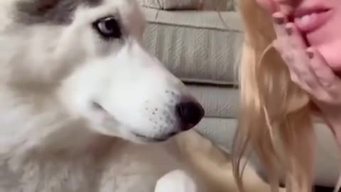 Look the dog reaction