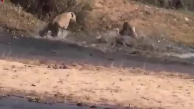 crocodile 🐊 vs lion 🦁# so exiting video