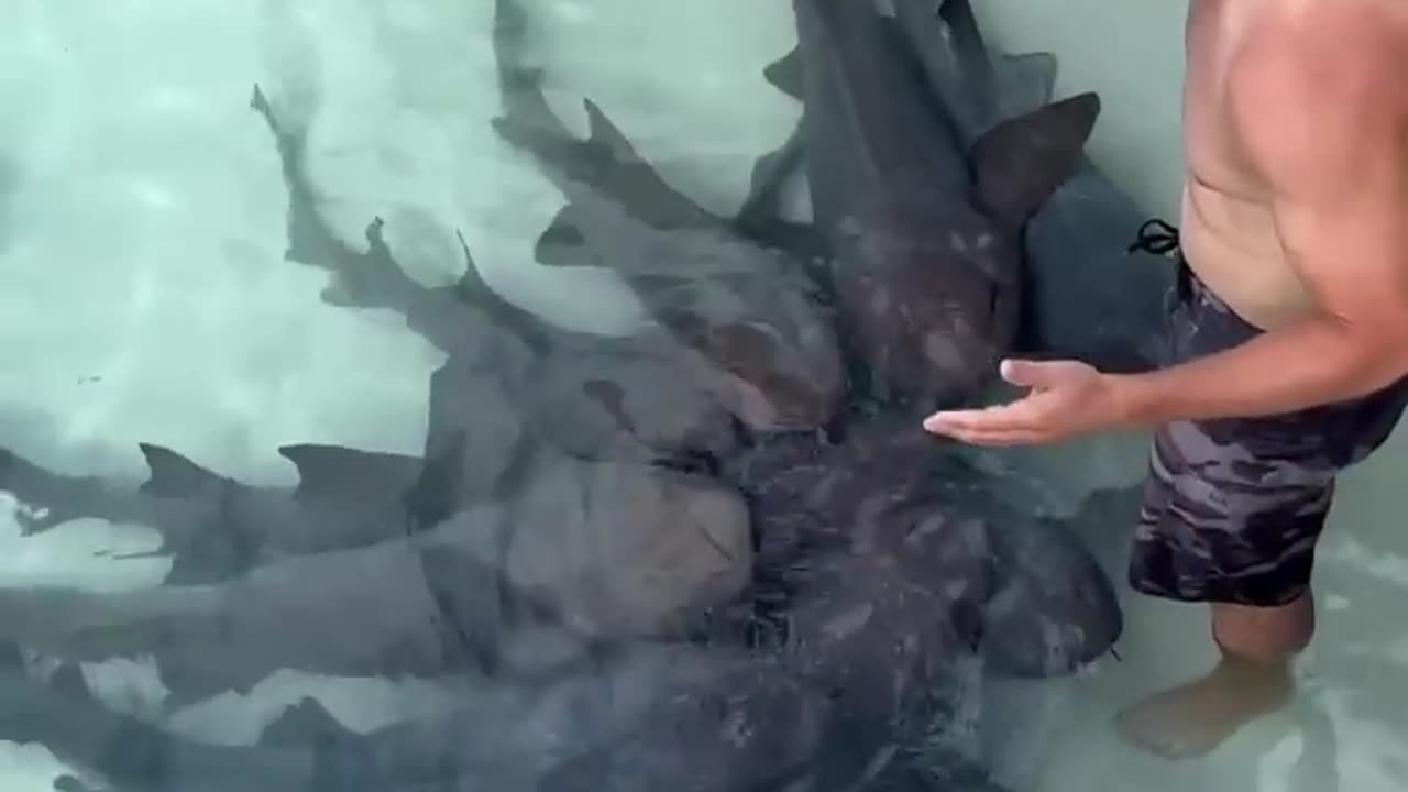 Instructor Talks to Nurse Sharks __ ViralHog 🥰😍😮 #viral