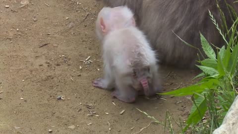 Baby Monkey - Cute and Funny baby monkey