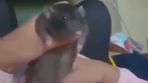 Funny video part 3 ....watch till end 🤣