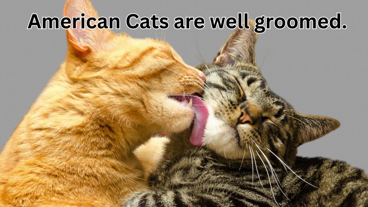 American Cats