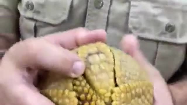 Three-banded armadillo a.k.a. armored ball