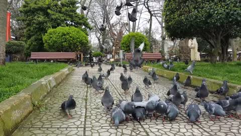 Feed pigeons in the garden