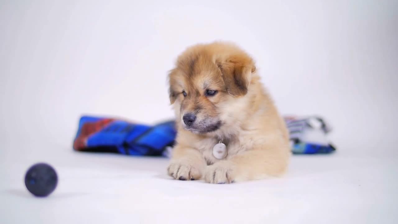 Adorable Puppy Dog With Blanket Playing With Toy Ball On White Background