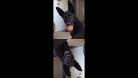 Dog gif video with its ball