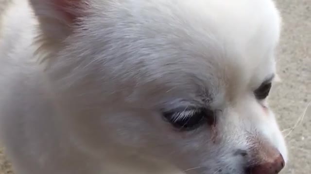 Pomeranian eating peanut butter