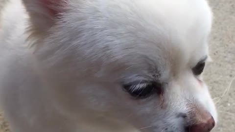 Pomeranian eating peanut butter