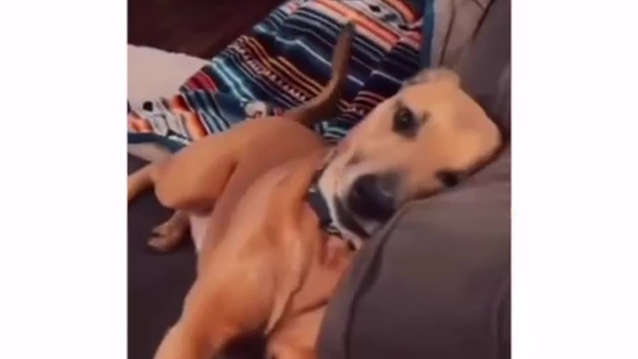 The most dramatic dog ever