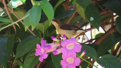 sun bird