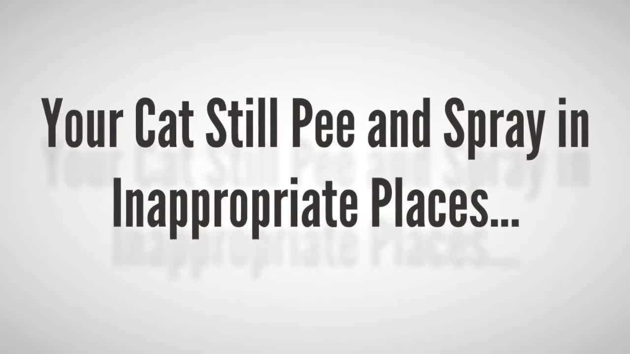 Stop! Your Cat From Spraying