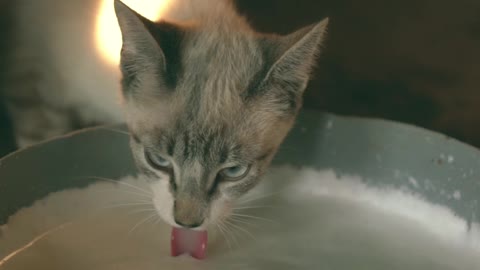 cat sipped milk