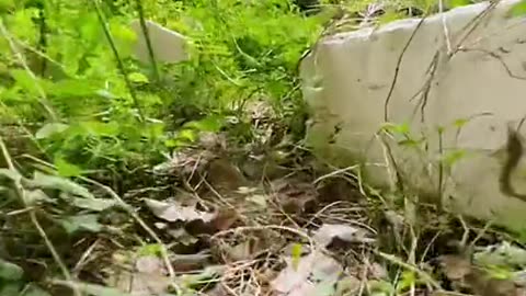 Tom and Jerry The Real Episode 2