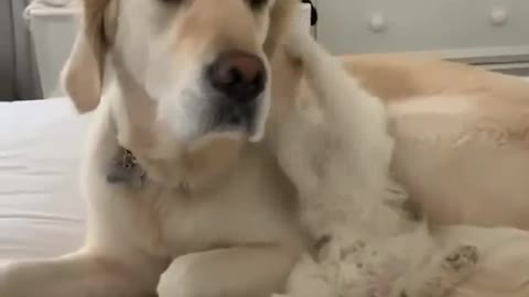 Watch the lovely snapshot of a very funny dog ​​hahaha