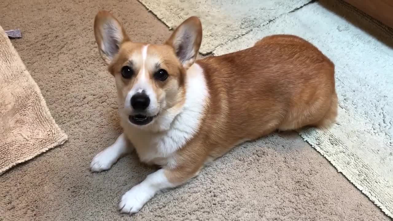 Cute Corgi sings the Barney, I Love You Song!