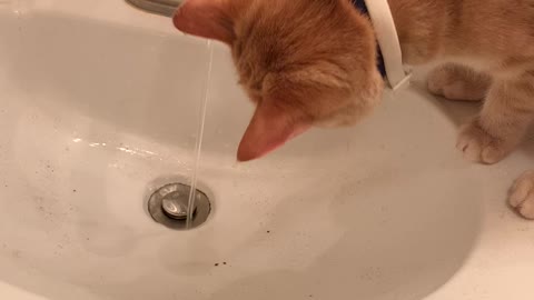 Must wash meow paws