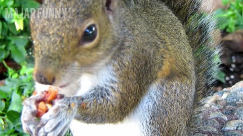 the squirrel song| the squirrel song johan glossner