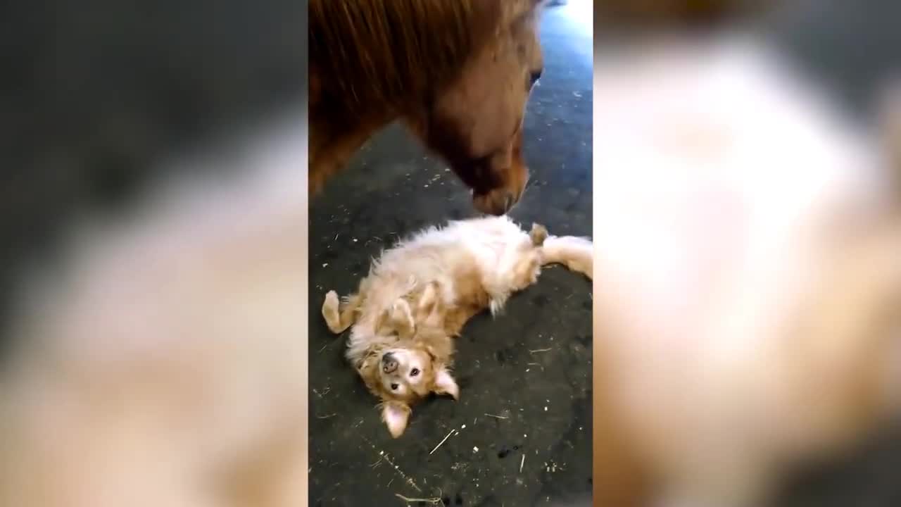 Cute and funny horse video