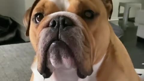 My Cute Bulldog So cute DOG-funny Dogs - Bulldog Videos