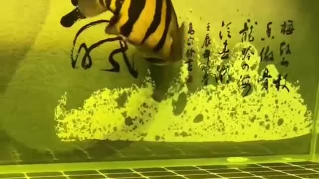beautiful tabby fish