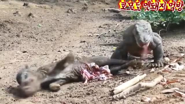 Wild boar eating show.