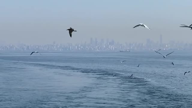 birds-flying-above-sea