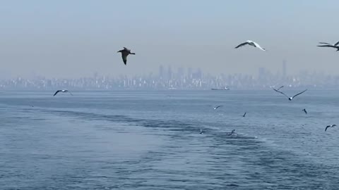 birds-flying-above-sea