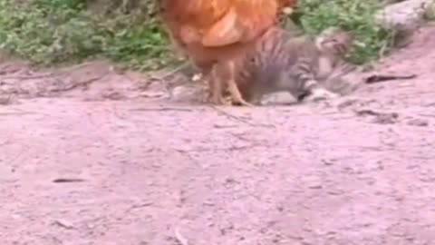 Kitten challenges big cock and gets KO