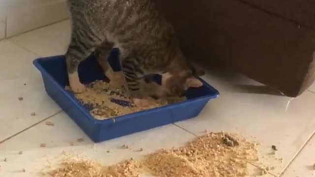 Cat With Poor Balancing Skills Makes Litter Box Mess