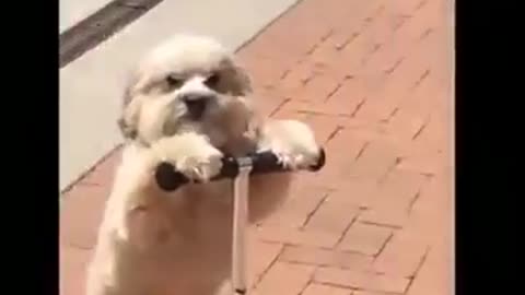 A lovely puppy is riding on a roller