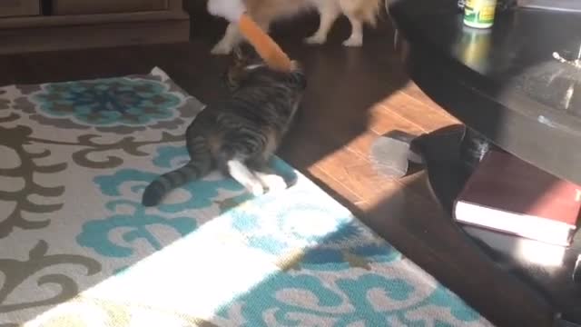 Resilient Cat vs Dog in a game of Tug of War