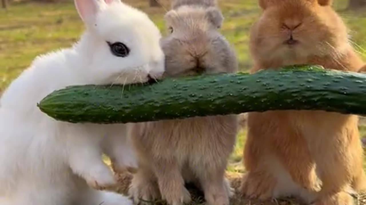 Three little rabbits are eating cucumbers.