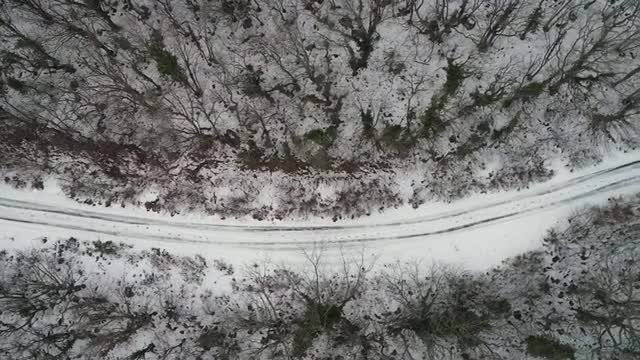 snow covered tracks between woodland