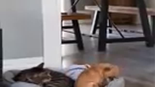 Funniest Videos 2022 Funny Cats and Dogs Part 34_v144P
