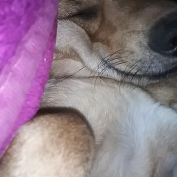 Puff working on shine zzzs