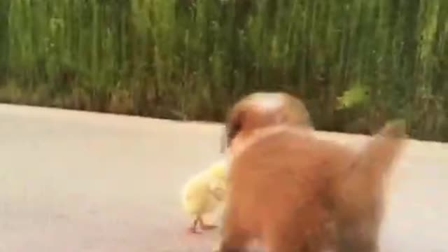 The puppy is really bad, he wants to bully the chick at a young age