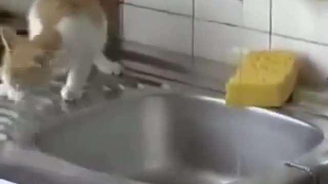 cats and kittens jumping and failing