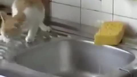 cats and kittens jumping and failing