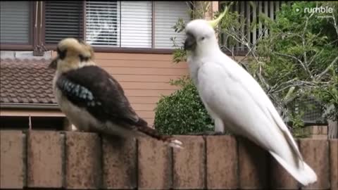 White Cockatoo Missing Around With Female Bird , Husband Stand Still