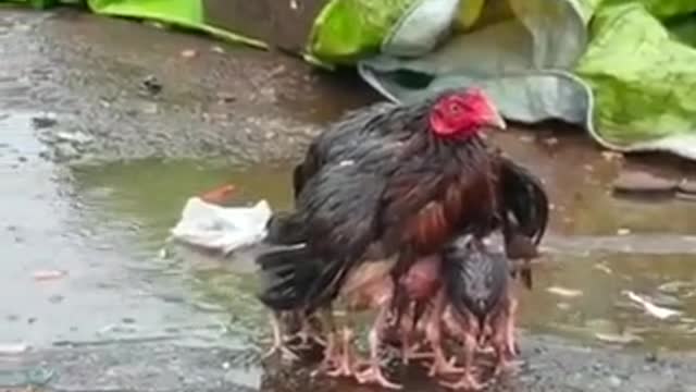 This mother chicken is helpless