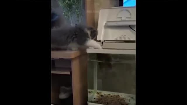The cat wants to catch the fish, see what happens