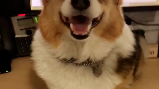 Corgi with sunglasses on desk