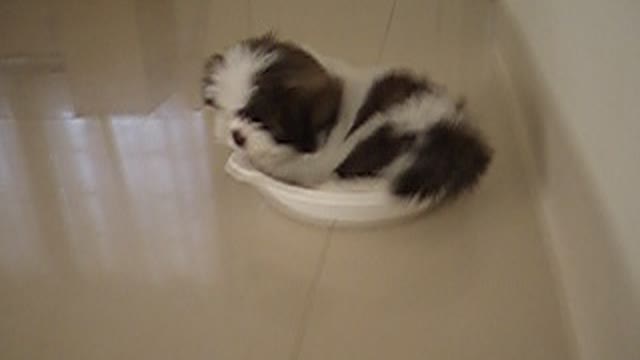 Nemo sleeping in dish
