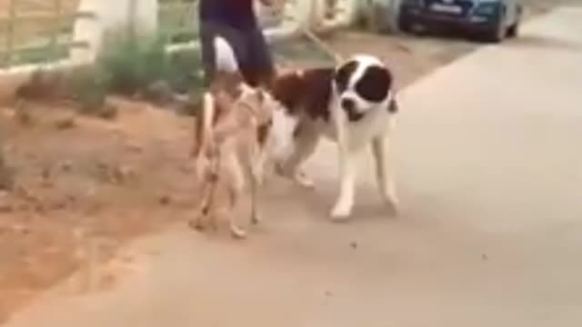 Dog funny video