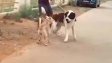 Dog funny video