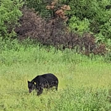 Black Bear in Banff National Park