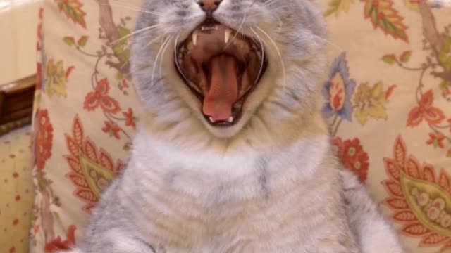 Pet cat, you will like it